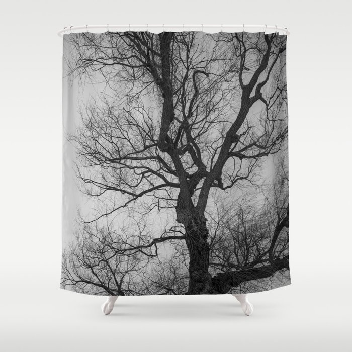 Nature Photography Weeping Willow, Weeping Willow Shower Curtain