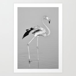 Flamingo Black and White Art Print