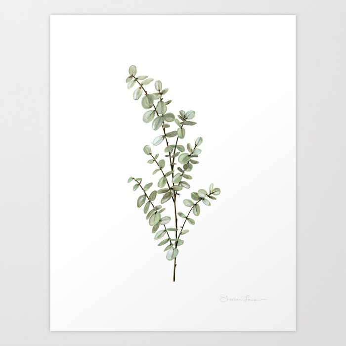 Baby Blue Eucalyptus Watercolor Painting Art Print By