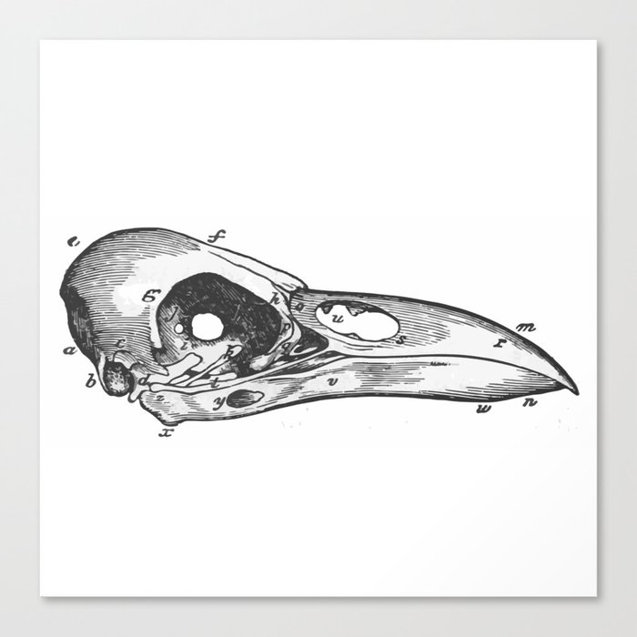 Crow Skull Canvas Print By Upopot Society6