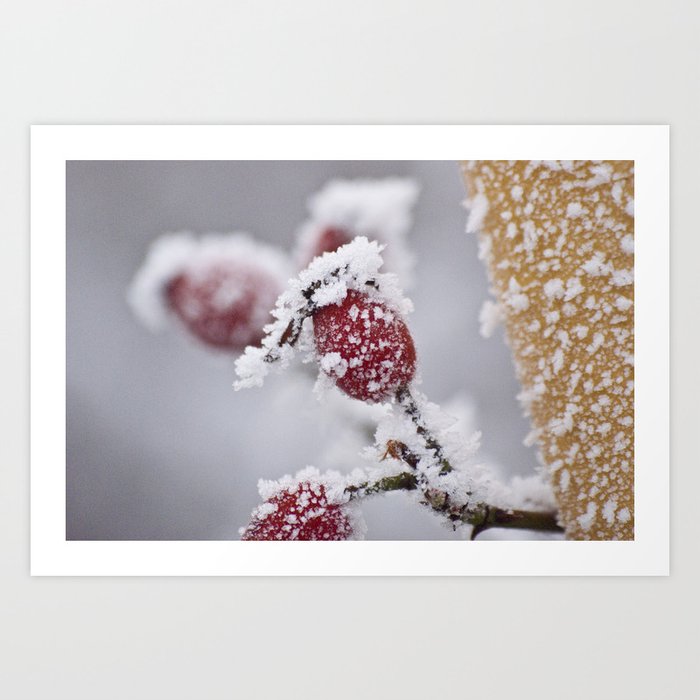 Rosehips in the Snow Art Print