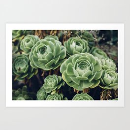 Green Succulent Photo Art Print