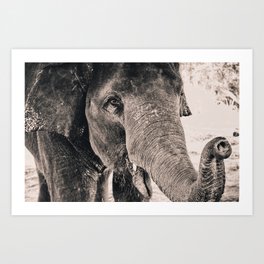 Elephant Kisses Art Print