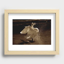 Spotlight's on You! Recessed Framed Print | Waterfowl, Animal, Nature Photography, Swanpair, Wild Bird, Nature, Sepia, Wildlife, Trumpeterswans, Bird Photography 