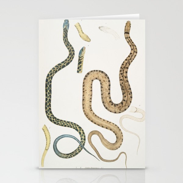 Bengal & Lozenge Snakes Stationery Cards