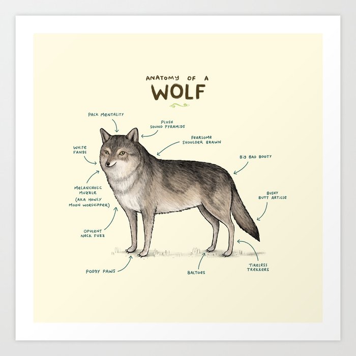 Anatomy of a Wolf Art Print