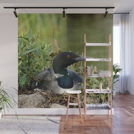 Common loon on eggs Wall Mural