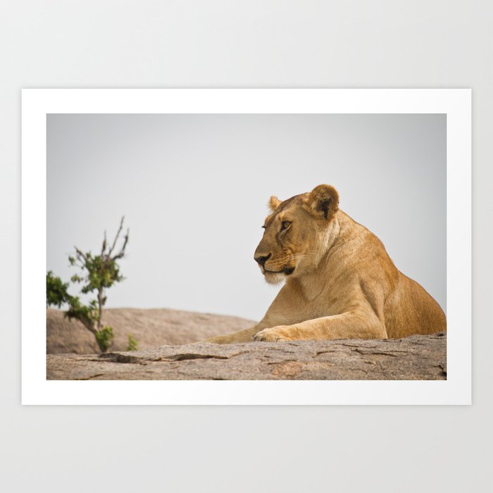 Lioness on a Rock Art Print
