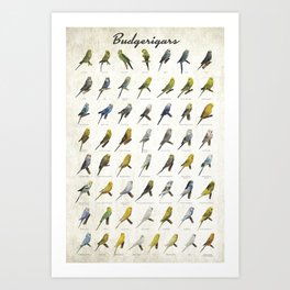 Budgerigar Colors Poster Art Print