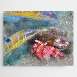 Pretty hermit crab gossiping with rainbow wrasse Jigsaw Puzzle