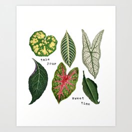 Take Your Sweet Time with Plant Leaves Art Print