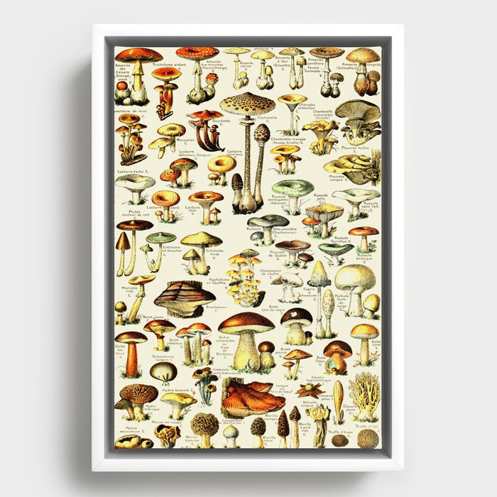 French Vintage Cream Mushrooms Chart Adolphe Millot Champignons Larousse Pour Tous Boho Maximalist Framed Canvas