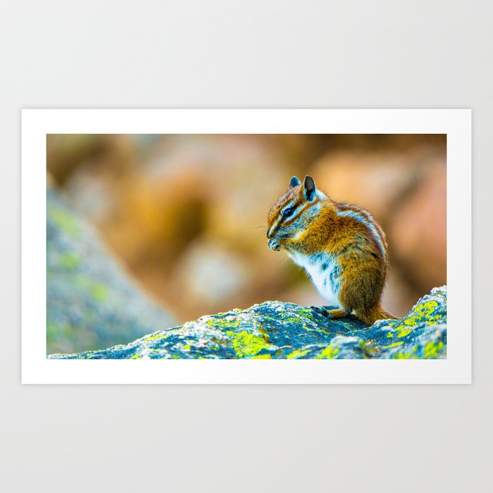 Close Up Squirrel Portrait Photo Art Print