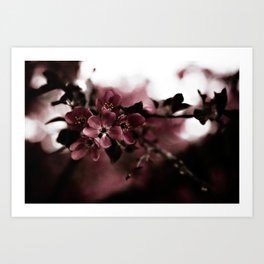 Cherry Cordial Art Print | Film, Flower, Blossom, Floral, Petal, Zen, Color, Intimate, Photo, Beauty 