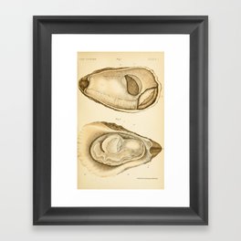 Oyster from "The Oyster: A Popular Summary of a Scientific Study," 1891 (benefitting the Billion Oyster Project) Framed Art Print