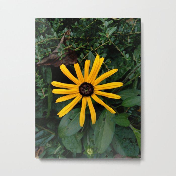 Single Yellow Fall Flower Metal Print