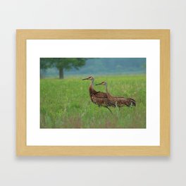 Crane couple Framed Art Print