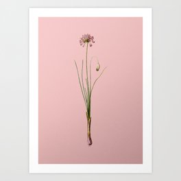 Vintage Autumn Onion Botanical Illustration on Pink Art Print