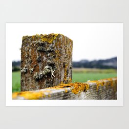 Lichen Log Art Print | Photo, Field, Woodpost, Woodfence, Digital, Other, Halfmoonbay, Color, Lichen, Post 