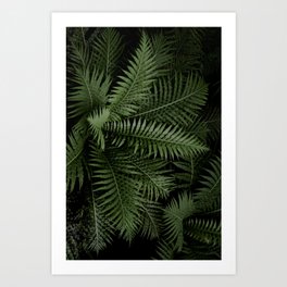 Tropical leaves 02 Art Print