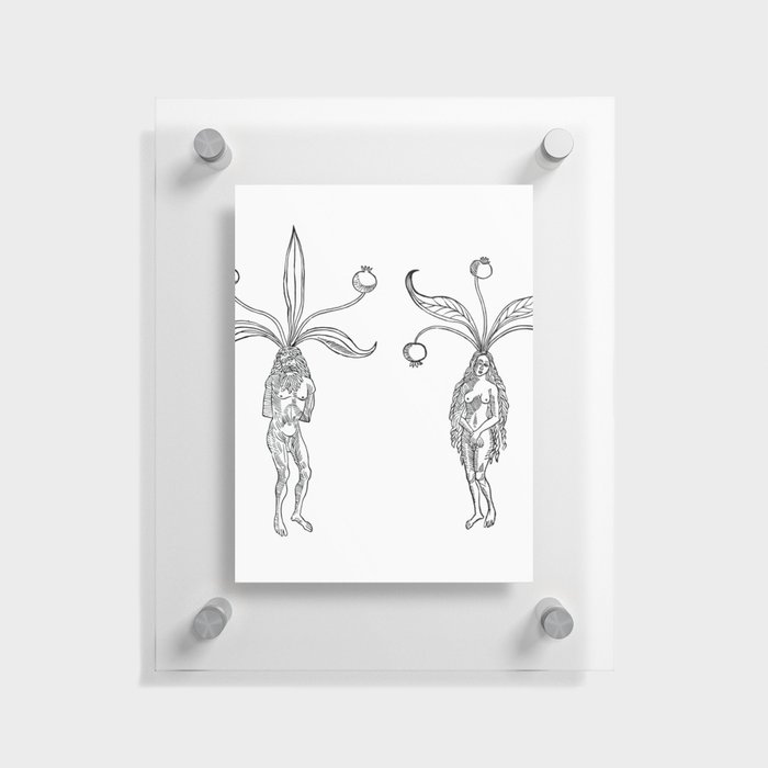 Mandragora Male and Female Mandrakes  Floating Acrylic Print