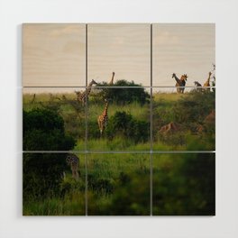 South Africa Photography - Giraffes Enjoying The African Nature Wood Wall Art