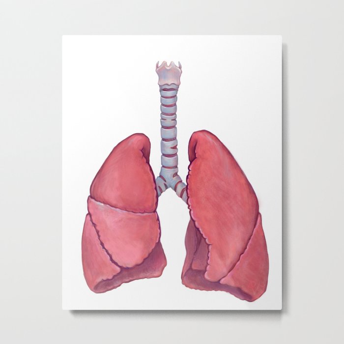 Human Anatomy Lungs Metal Print