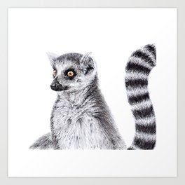 Ring Tailed Lemur Art Print