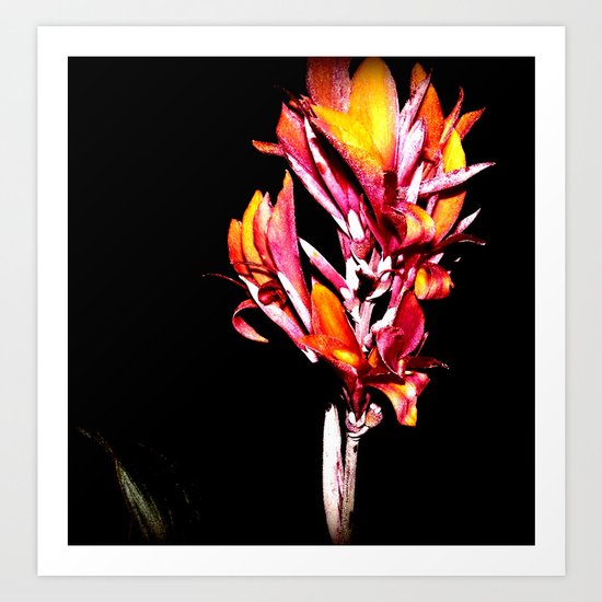 night garden Art Print