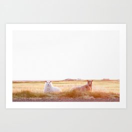 Sheep in Iceland at Sunrise Art Print