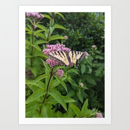 Eastern Tiger Swallowtail Art Print