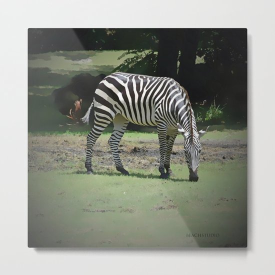 Zebra Metal Print