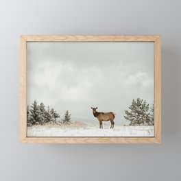 Rocky Mountain Elk Framed Mini Art Print