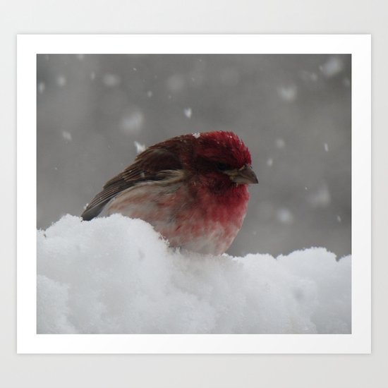 Purple GrosBeak Bird Art Print