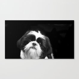 Shih Tzu Dog Canvas Print