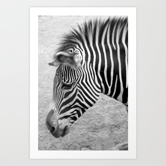 Zebra Art Print