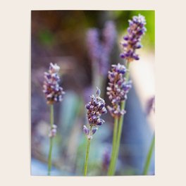 Lavender Kaleidoscope Poster