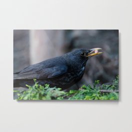 Blackbird Got The Food Metal Print | Turdusmerula, Eurasianblackbird, Blackbird, Bird, Birds, Rawshutterbug, Feeding, Photo, Male, Msvrvisual 