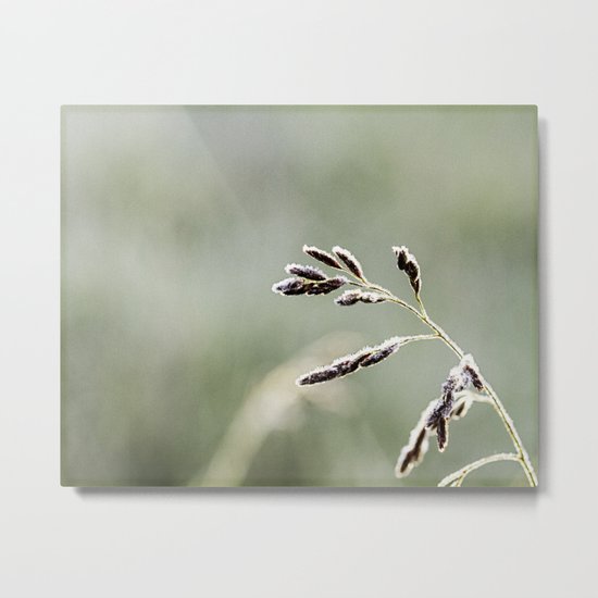 frosted weed Metal Print
