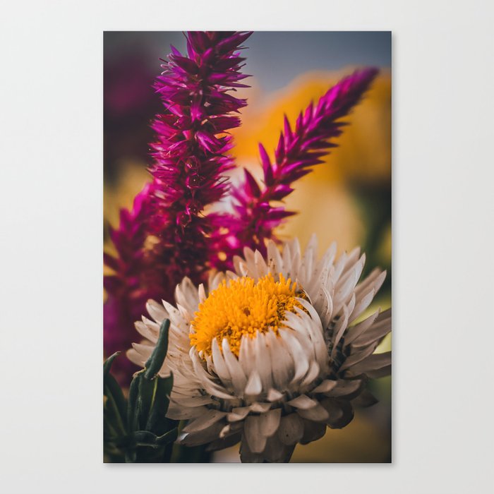 White Strawflower Canvas Print