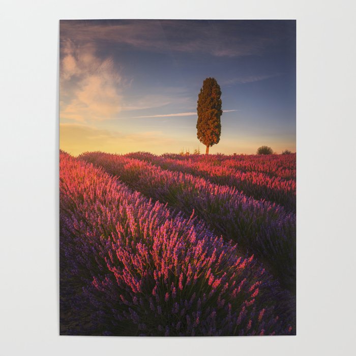 Lavender fields and lonely cypress tree at sunset. Tuscany Poster