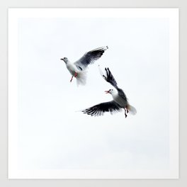 Two seagull birds flying in a sky Art Print