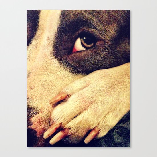 Pitbull profile Canvas Print