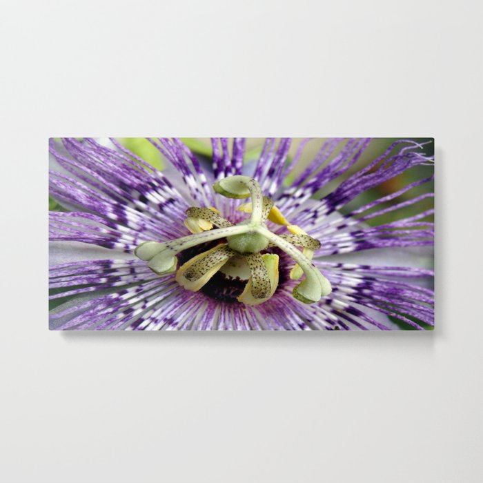 Purple Passion Flower Close Up Metal Print