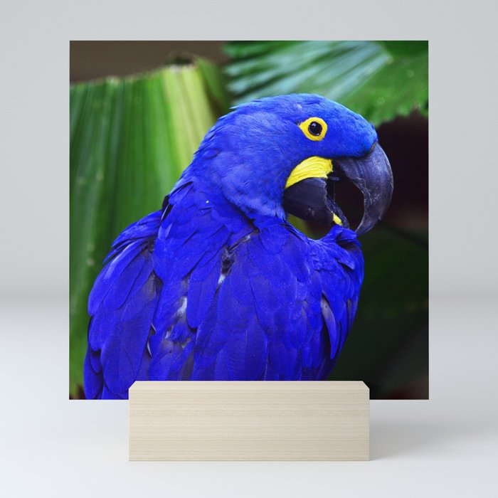 Elegant Hyacinth Macaw Mini Art Print