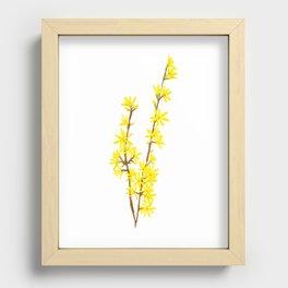 Forsythia Spring Flowers Recessed Framed Print