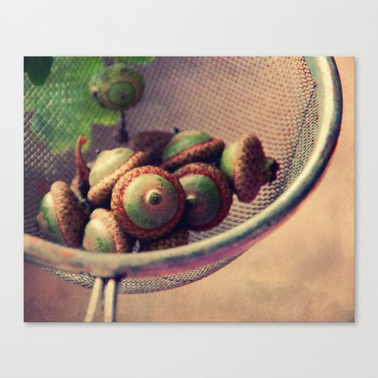 acorns Canvas Print