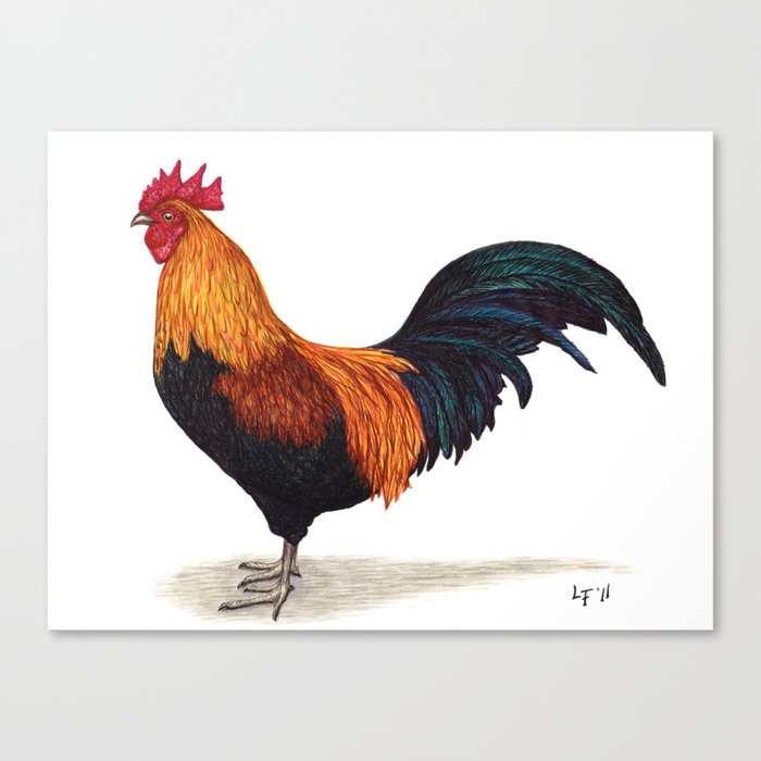 Rooster by Lars Furtwaengler | Ink Pen | 2011 Canvas Print