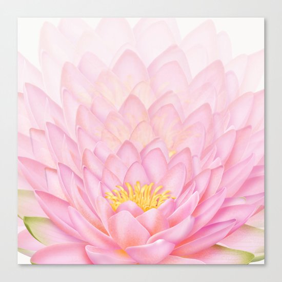 Pink Lotus Canvas Print