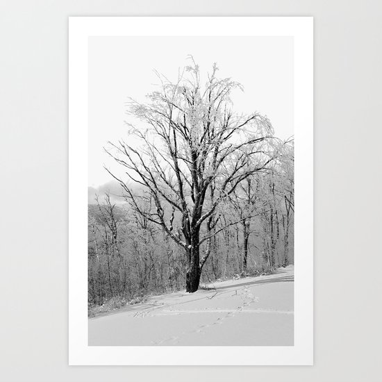 Maple Tree in Winter Art Print